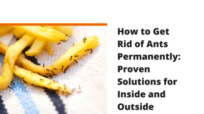 How to get rid of ants in the house quickly