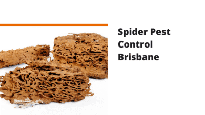 Spider Pest Control Near Me