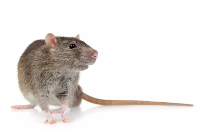 Rat Diseases
